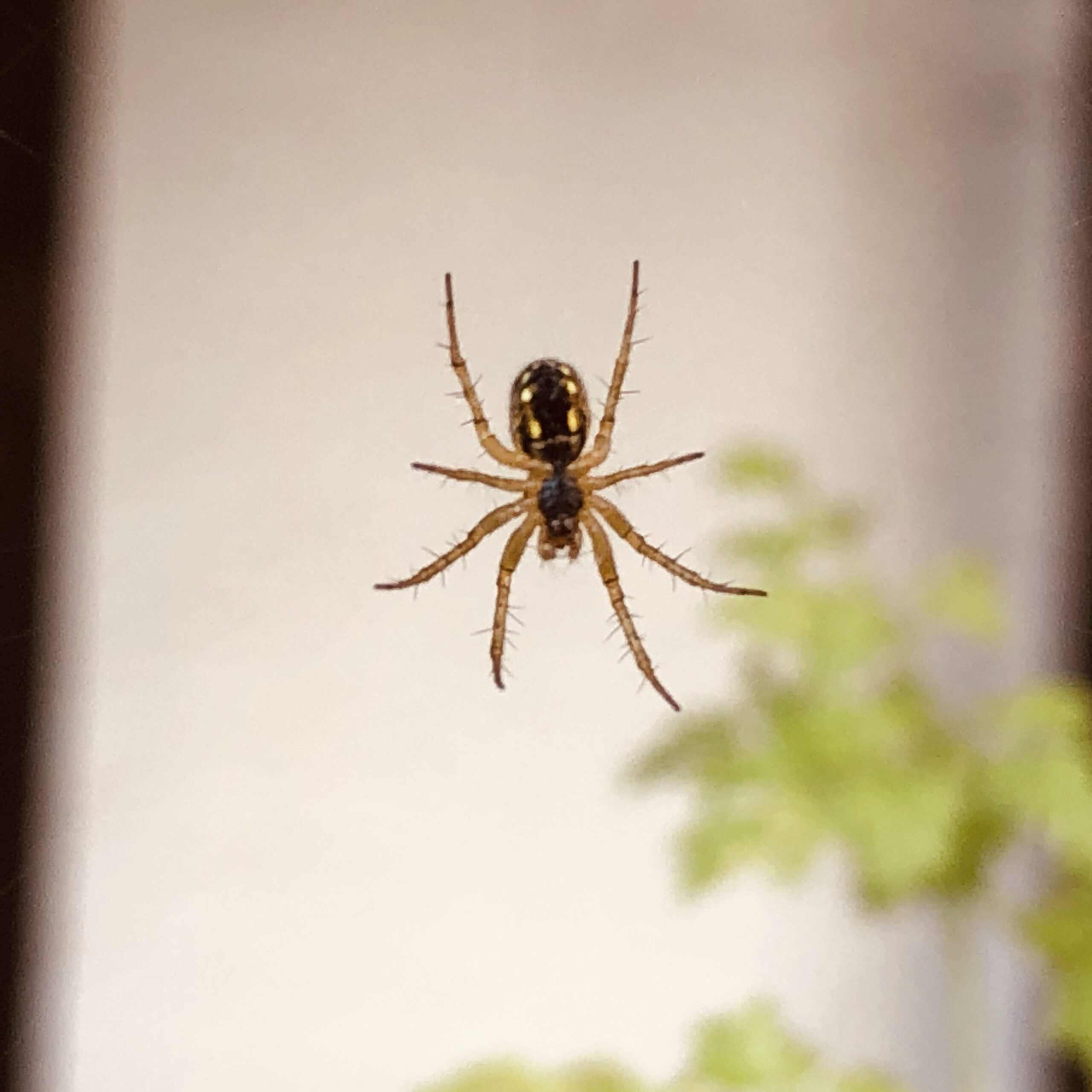 Aus dem Leben der Gartenkreuzspinne