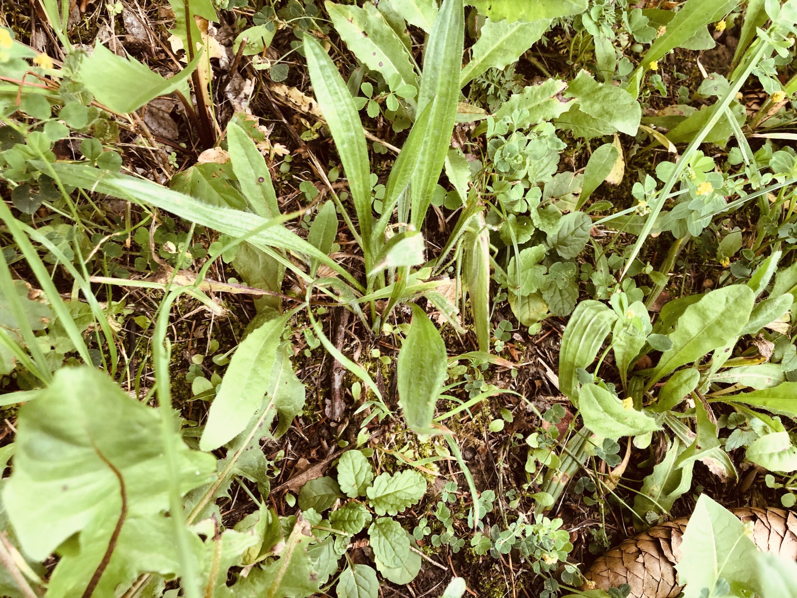 Hustensaft selber machen